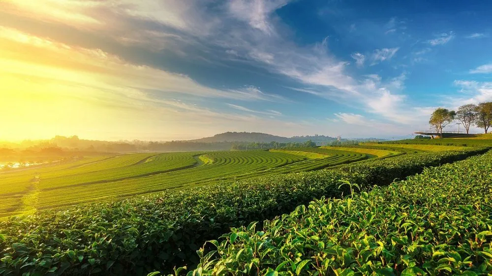 Etiopía plantará 120 millones de arbustos de té como parte de su programa ecológico nacional