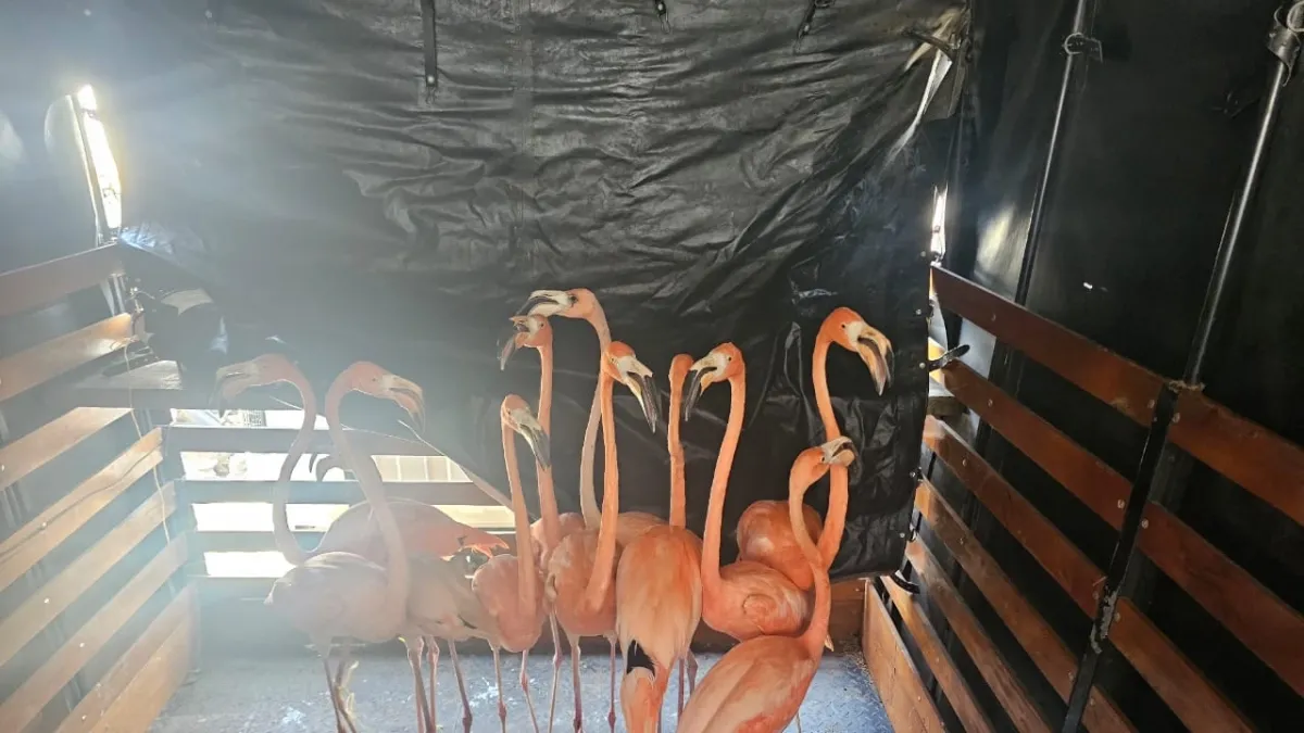 Desarticulan red de tráfico de fauna silvestre en Barranquilla y Turbaco (Bolívar): fueron rescatados 109 animales en peligro de extinción